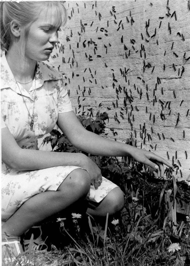 Trees and Tree Pests