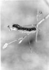 Trees and Tree Pests