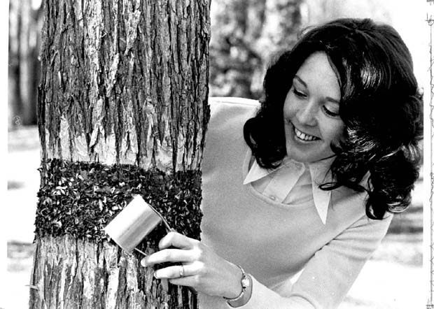 Trees and Tree Pests