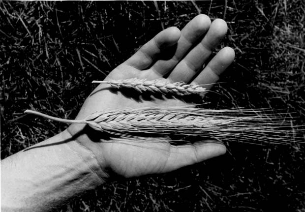 Wheat - General