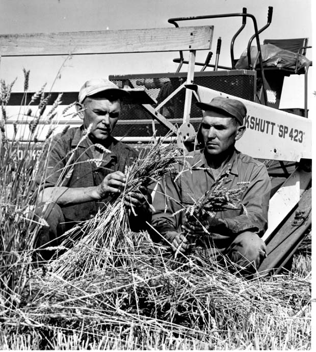 Wheat - General