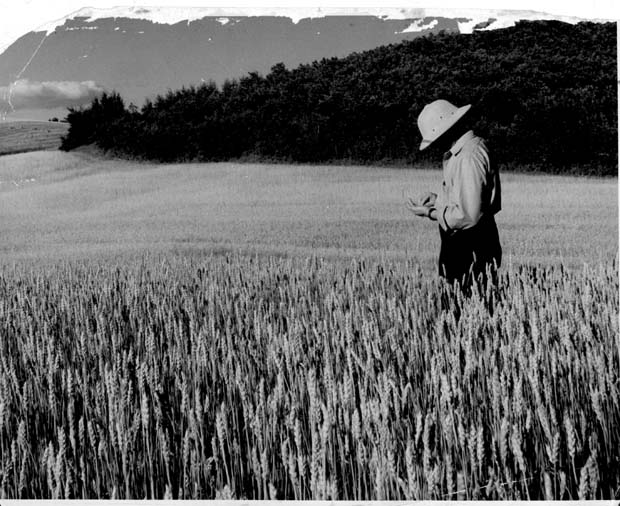 Wheat - General
