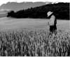 Wheat - General