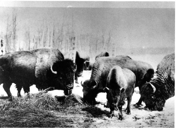 Winnipeg-History