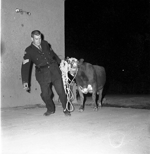 Winnipeg Police