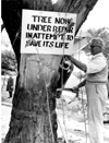 Wolseley Elm Photos