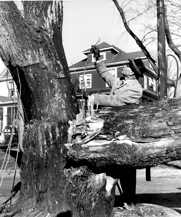 Wolseley Elm Photos