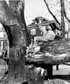Wolseley Elm Photos