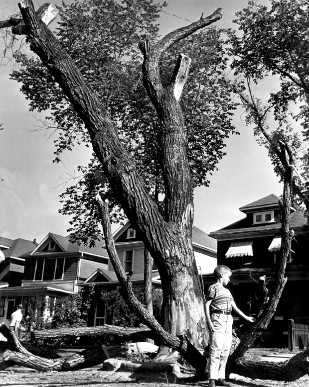 Wolseley Elm Photos