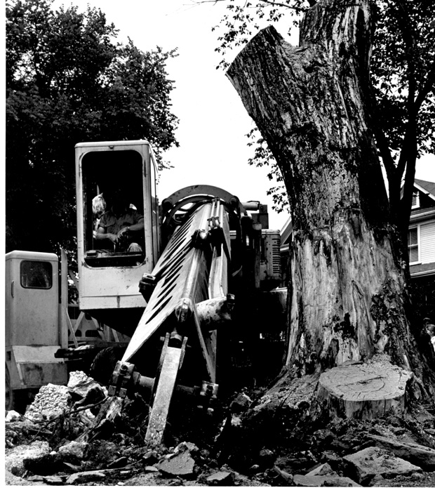 Wolseley Elm Photos