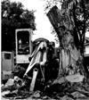 Wolseley Elm Photos