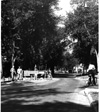 Wolseley Elm Photos