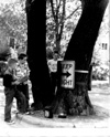 Wolseley Elm Photos