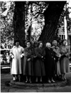 Wolseley Elm Photos