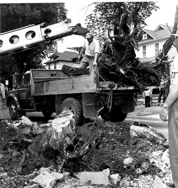 Wolseley Elm Photos