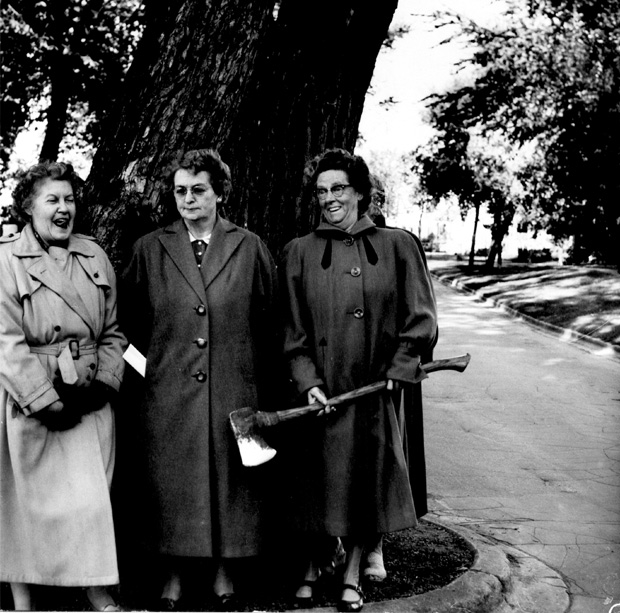 Wolseley Elm Photos