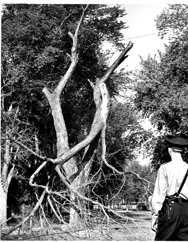 Wolseley Elm Photos