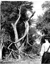Wolseley Elm Photos